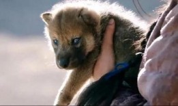 野狼谷 在线观看,在线揭秘神秘山谷的惊险探险之旅